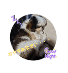 我が家のシーズー犬もじゃ.25（個別スタンプ：3）