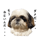 我が家のシーズー犬もじゃ.25（個別スタンプ：5）
