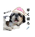 我が家のシーズー犬もじゃ.25（個別スタンプ：6）