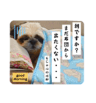 我が家のシーズー犬もじゃ.25（個別スタンプ：7）