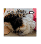 我が家のシーズー犬もじゃ.25（個別スタンプ：10）