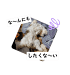 我が家のシーズー犬もじゃ.25（個別スタンプ：11）