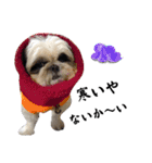 我が家のシーズー犬もじゃ.25（個別スタンプ：12）