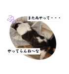 我が家のシーズー犬もじゃ.25（個別スタンプ：13）