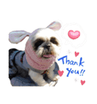 我が家のシーズー犬もじゃ.25（個別スタンプ：14）