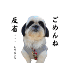 我が家のシーズー犬もじゃ.25（個別スタンプ：15）