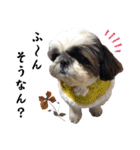 我が家のシーズー犬もじゃ.25（個別スタンプ：16）