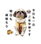我が家のシーズー犬もじゃ.25（個別スタンプ：17）