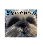 我が家のシーズー犬もじゃ.25（個別スタンプ：18）