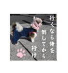 我が家のシーズー犬もじゃ.25（個別スタンプ：19）