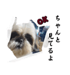 我が家のシーズー犬もじゃ.25（個別スタンプ：20）