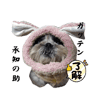 我が家のシーズー犬もじゃ.25（個別スタンプ：21）
