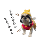 我が家のシーズー犬もじゃ.25（個別スタンプ：22）