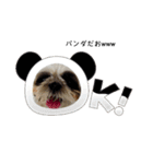 我が家のシーズー犬もじゃ.25（個別スタンプ：23）