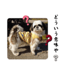 我が家のシーズー犬もじゃ.25（個別スタンプ：24）