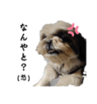 我が家のシーズー犬もじゃ.25（個別スタンプ：25）