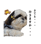 我が家のシーズー犬もじゃ.25（個別スタンプ：27）