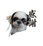 我が家のシーズー犬もじゃ.25（個別スタンプ：28）