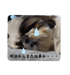 我が家のシーズー犬もじゃ.25（個別スタンプ：30）
