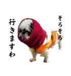 我が家のシーズー犬もじゃ.25（個別スタンプ：32）