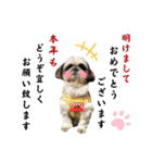 我が家のシーズー犬もじゃ【年末年始】（個別スタンプ：1）