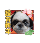 我が家のシーズー犬もじゃ【年末年始】（個別スタンプ：2）