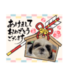 我が家のシーズー犬もじゃ【年末年始】（個別スタンプ：3）