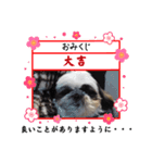我が家のシーズー犬もじゃ【年末年始】（個別スタンプ：4）