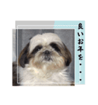 我が家のシーズー犬もじゃ【年末年始】（個別スタンプ：6）