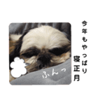 我が家のシーズー犬もじゃ【年末年始】（個別スタンプ：7）