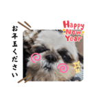 我が家のシーズー犬もじゃ【年末年始】（個別スタンプ：8）