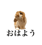メルチャンスタンプ（個別スタンプ：1）