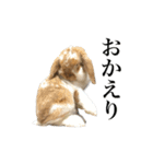 メルチャンスタンプ（個別スタンプ：3）