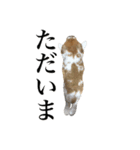 メルチャンスタンプ（個別スタンプ：4）
