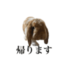 メルチャンスタンプ（個別スタンプ：5）