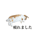 メルチャンスタンプ（個別スタンプ：6）