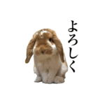 メルチャンスタンプ（個別スタンプ：9）
