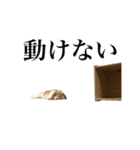 メルチャンスタンプ（個別スタンプ：27）