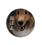 どうもシェルティです（個別スタンプ：2）