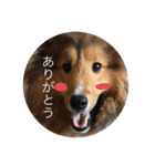どうもシェルティです（個別スタンプ：7）