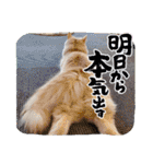 MADDER's すたんぷ ③（個別スタンプ：4）