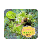 MADDER's すたんぷ ③（個別スタンプ：9）