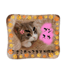 MADDER's すたんぷ ③（個別スタンプ：11）