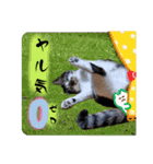 MADDER's すたんぷ ③（個別スタンプ：14）