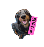 まろ犬モカの誉め言葉（個別スタンプ：3）