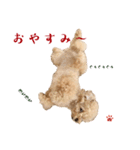 空(くう)ちゃんの日々 トイプードル（個別スタンプ：23）