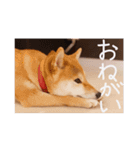 柴犬もみじっぽい5（個別スタンプ：3）