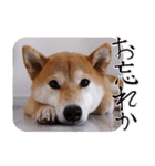 柴犬もみじっぽい5（個別スタンプ：12）