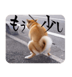 柴犬もみじっぽい5（個別スタンプ：17）