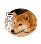 柴犬もみじっぽい5（個別スタンプ：20）